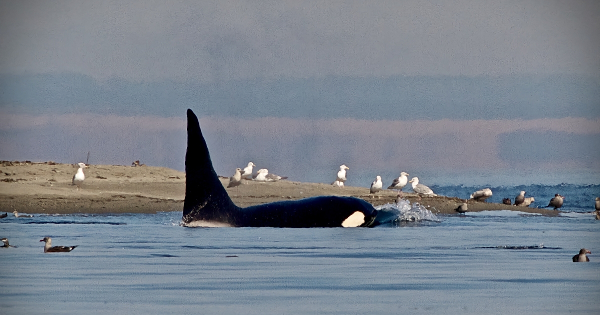 Orca (Orcinus orca) | U.S. Fish & Wildlife Service
